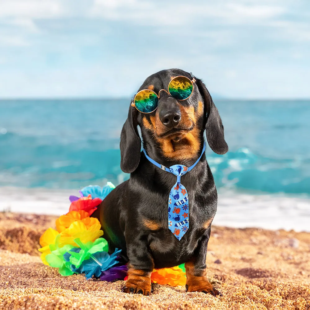 50 stks Hond Verzorging Kleine - Pet Supplies Coupon recensie en prijs